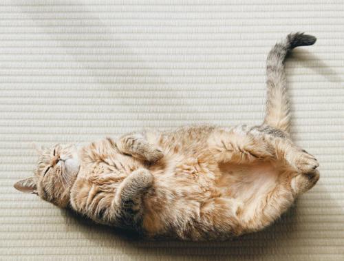へそ天で眠る猫（全身アップ）
