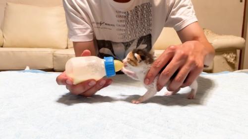 哺乳瓶に手を伸ばす赤ちゃん猫