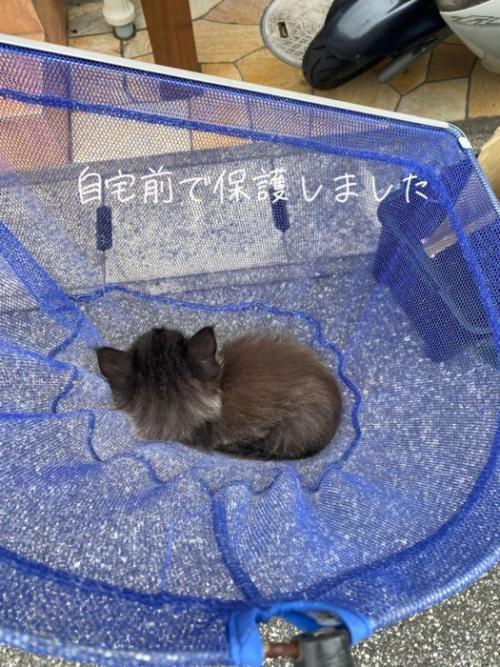 網の中にいる子猫