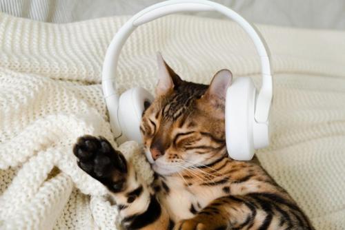 音楽を聴く猫