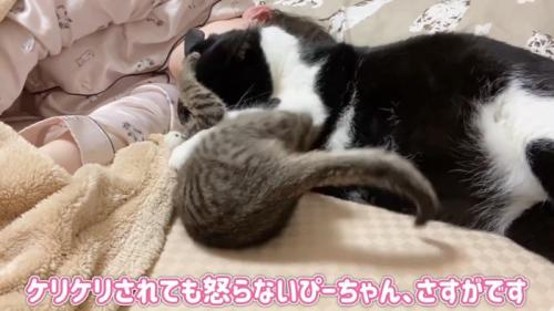 成猫に押さえられる子猫