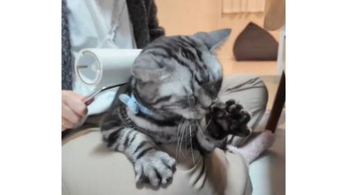 コロコロされている猫