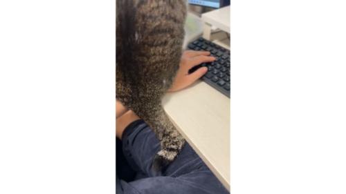 猫の背中