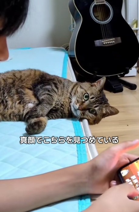 ゲームをしている男の子と真顔でみつめる猫