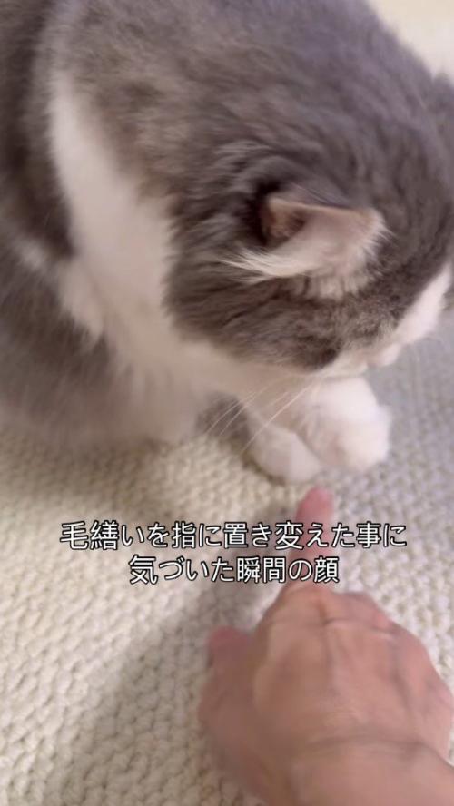 猫に指を近づける飼い主