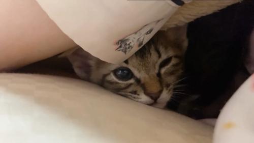 毛布の中にいる子猫