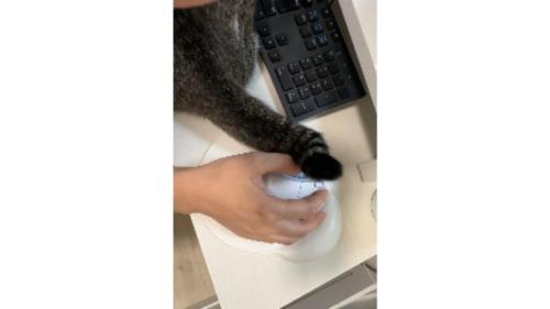 猫の背中