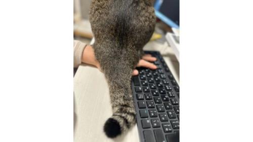 猫の背中