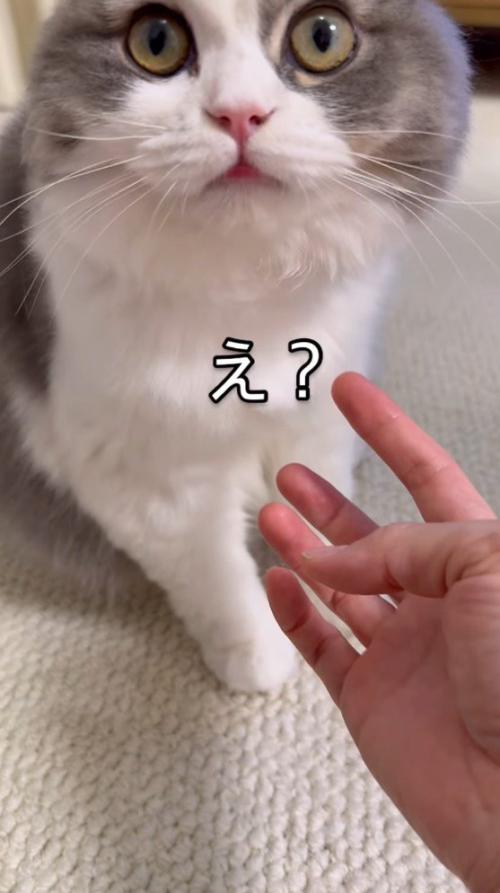 目を開いて飼い主を見つめる猫