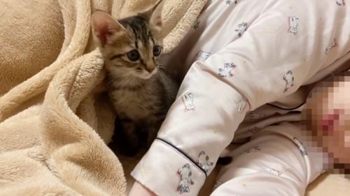 毛布から顔を出す子猫