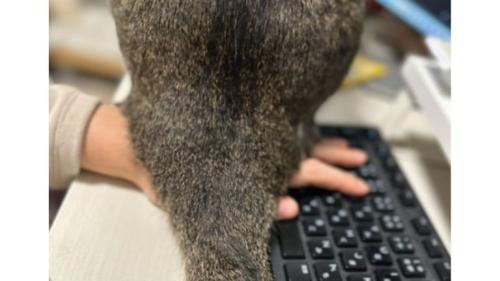 猫の背中