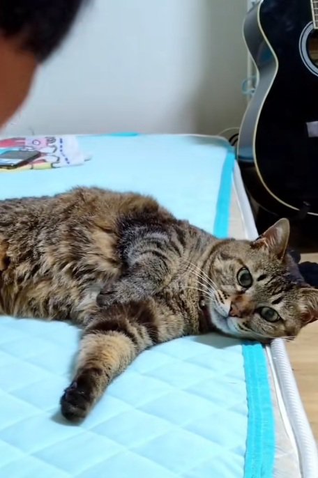 寝転がっている猫