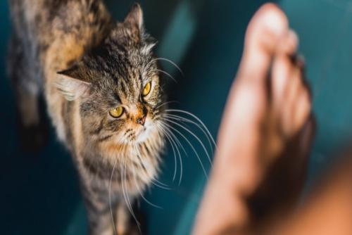 攻撃的な表情の猫