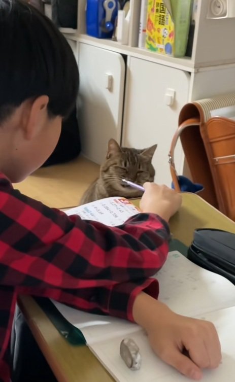 宿題をしている男の子と鉛筆に鼻をあてる猫