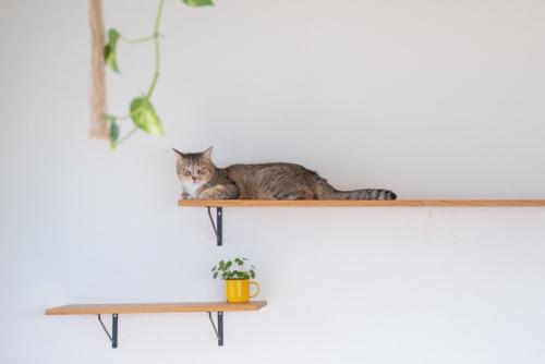 キャットステップ