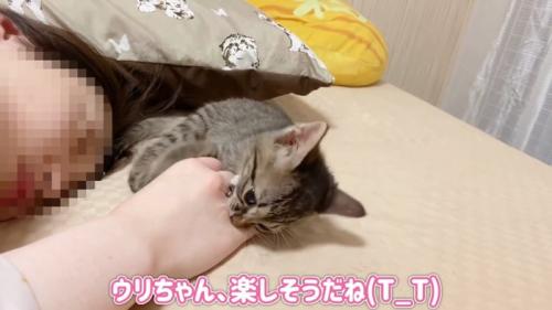 人の手を噛む子猫