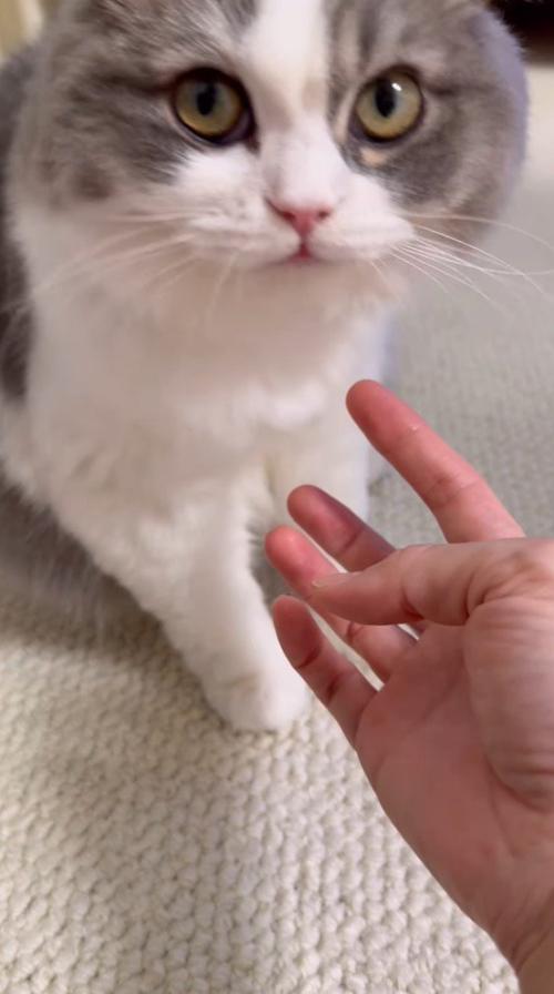 飼い主を見つめる猫