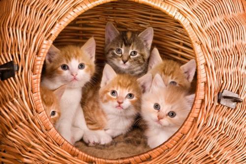 子猫のきょうだい