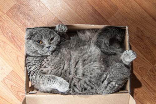 箱に入っている猫