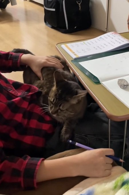 宿題をしている男の子となでられている猫