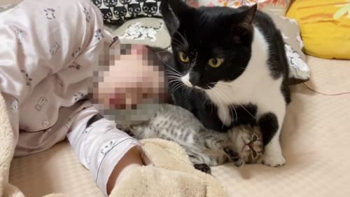 子猫と成猫