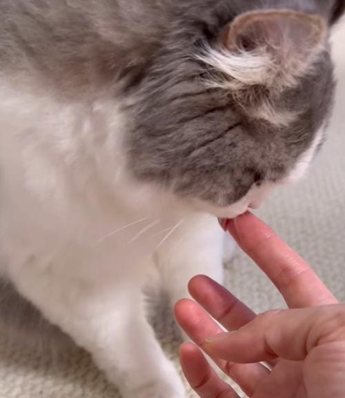 飼い主の指を一生懸命舐める猫