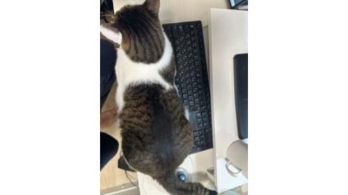パソコンの前にいる猫