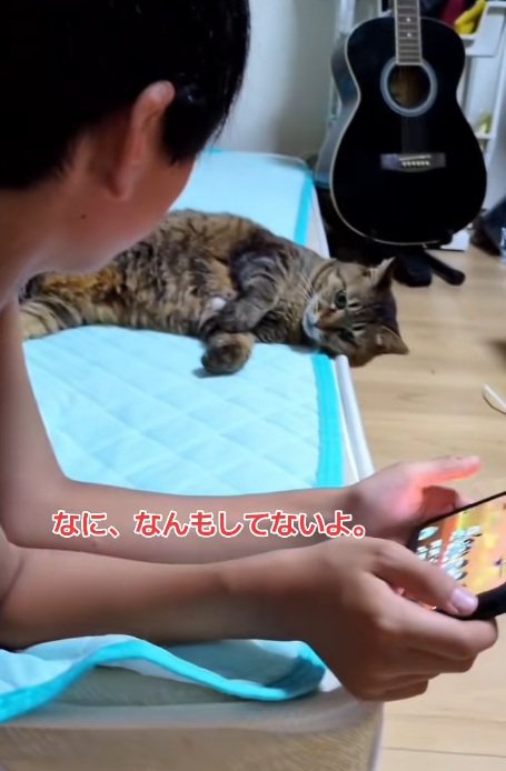 ゲームをしている男の子と寝転がっている猫