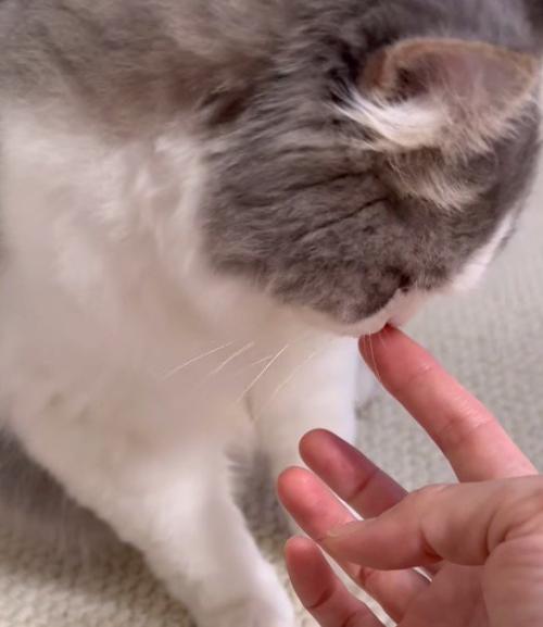 飼い主の指を見て一瞬立ち止まる猫