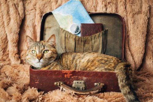 トランクの中の猫