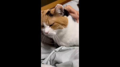 なでなで