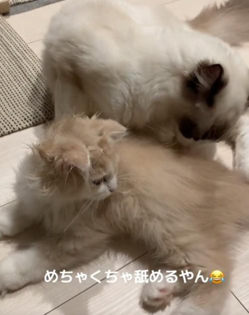 体を舐める猫