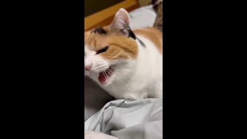 斜めになってニャー