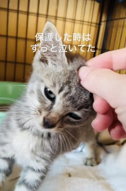 ケージの中でママに頭を撫でられる子猫