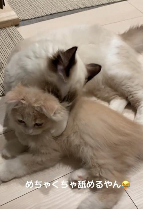 顔を埋める猫