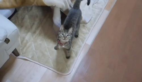 上目遣いのランちゃん