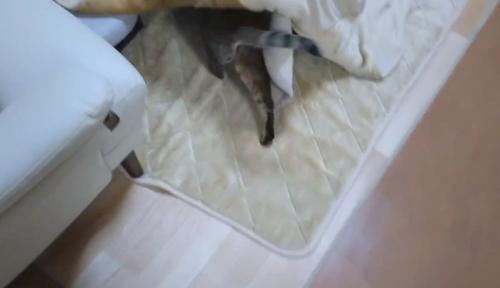 こたつへ向かうランちゃん