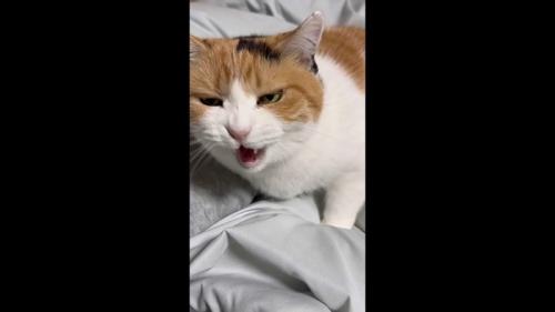 ニャー