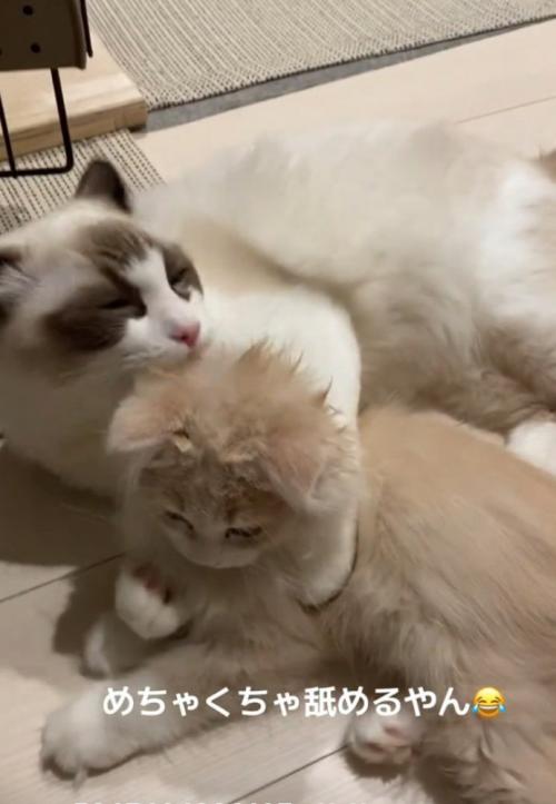 舐める猫
