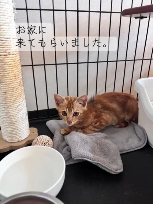 ケージの中にいる子猫
