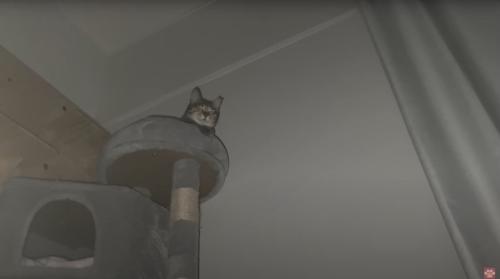 暗闇にキャットタワーで眠る猫