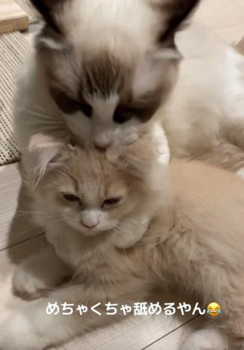 舐め続ける猫