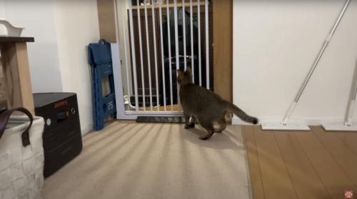 玄関で待つ猫