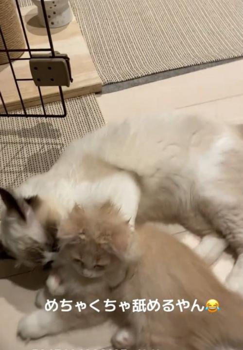 同居猫を抱きしめる猫