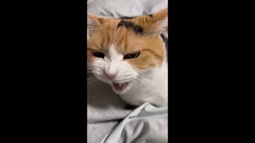 耳を倒してニャー