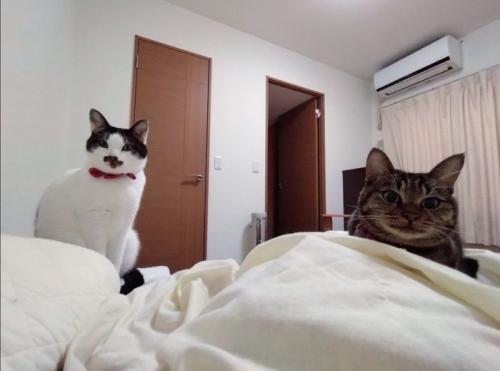 圧をかけてくる2匹の猫