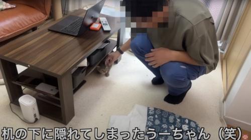 机の下に入る猫