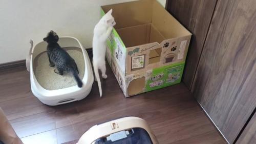 トイレと段ボールハウス