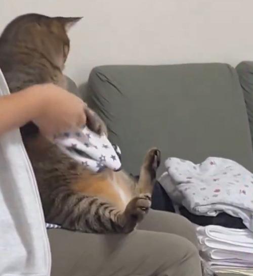 猫の前足を持って畳んだハンカチを軽く叩く女性