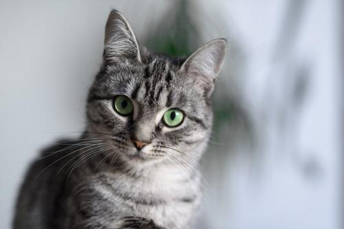 見つめる猫